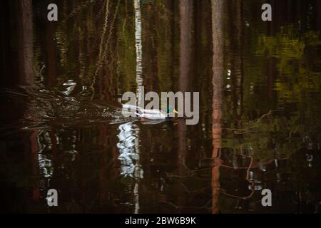 Ente in finnischen Wäldern, Waldspiegelung Stockfoto