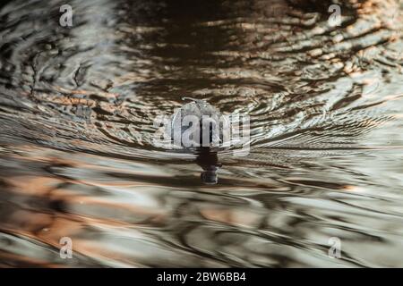 Goldenauge auf einem See in Finnland Stockfoto