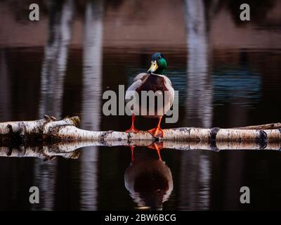 Ente in finnischen Wäldern, Waldspiegelung Stockfoto