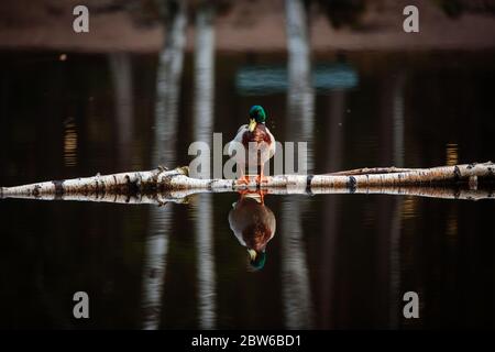 Ente in finnischen Wäldern, Waldspiegelung Stockfoto