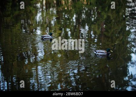 Enten in finnischen Wäldern, Waldspiegelung Stockfoto