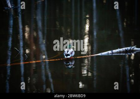 Ente in finnischen Wäldern, Waldspiegelung Stockfoto