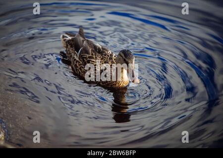 Nuuksio, Espoo, Finnland. Ente und bunte Reflexe im See. Stockfoto