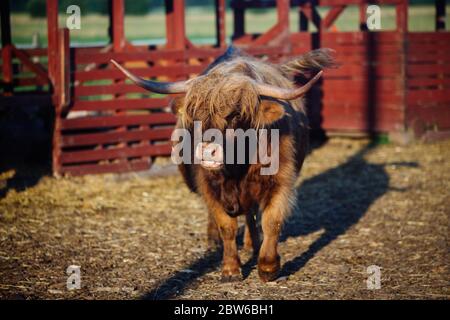 Bull im ländlichen Helsinki, Finnland Stockfoto