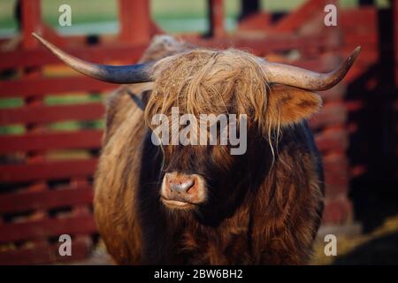 Bull im ländlichen Helsinki, Finnland Stockfoto