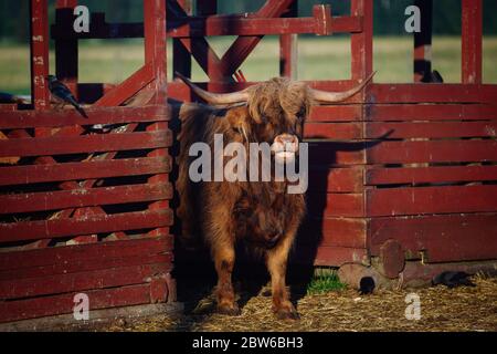 Bull im ländlichen Helsinki, Finnland Stockfoto