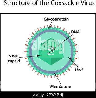 Die Struktur der Coxsackie Virus. Enteroviren. Infografiken. Vector Illustration auf isolierte Hintergrund Stock Vektor