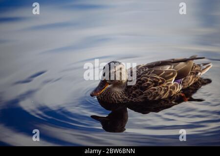 Nuuksio, Espoo, Finnland. Ente und bunte Reflexe im See. Stockfoto