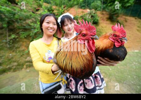 (200530) -- PEKING, 30. Mai 2020 (Xinhua) -- Xiong Ying (L) verkauft selbstgewachsene Hähne per Livestreaming im Dorf Jinshan im Landkreis Tianzhu, südwestlich von Chinas Provinz Guizhou, 28. Mai 2020. Xiong Ying hatte als Elektroniker in Guiyang gearbeitet, bevor sie im Mai 2018 den Job aufgab und ihre Hühnerfarm ihrer Familie übernahm. Im November 2019 wurde die Hühnerfarm mit Unterstützung eines von der Regierung unterstützten Armutshilfsfonds erweitert. Nach dem Ausbruch der COVID-19 hat Xiong alternative Möglichkeiten zum Verkauf von Hühnern aus eigenem Anbau - den Online-Shop und das Livestream-Verkaufsprogramm - erforscht. (Xinhua/Yang Ying) Stockfoto
