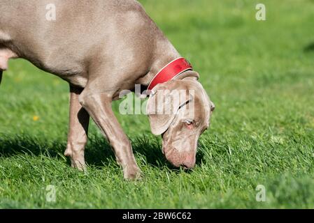 Weimaraner schnüffelt auf dem grünen Gras. Olfaktorische Übungen für den Hund. Ein Hund mit glänzendem Fell. Stockfoto