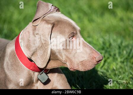 Weimaraner beobachtet die Umgebung, die auf dem grünen Gras liegt. Olfaktorische Übungen für den Hund. Ein Hund mit glänzendem Fell. Stockfoto