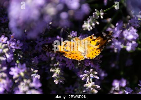 Bemalte Dame Schmetterling auf Lavendelblüten. Sonniger Frühlingshintergrund mit Blumen und Insekten. Orange Schmetterling auf lila Blüten in weichem Fokus. Makro p Stockfoto