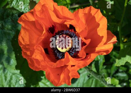 Rot blühender Mohn aus nächster Nähe Stockfoto