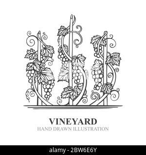 Trauben im Weinberg. Hand gezeichnete Weinrebe und Traube Traube Gravur Stil Illustration. Stilisiertes Logo und Designelement von Vineyard. Stock Vektor