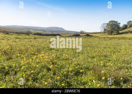 Globe Blume Wiesen und Pen-y-Gent Stockfoto