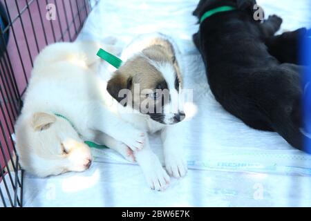 Nette kleine Hunde, die in Käfigen zum Verkauf gesperrt sind. Streunende Welpen in einem Käfig. Hundeschutz. Das Tier ist hinter Gittern. Heimatlose Welpen. Klein schwarz Stockfoto