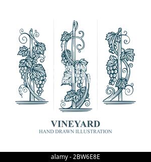 Trauben im Weinberg. Hand gezeichnete Weinrebe und Traube Traube Gravur Stil Illustration. Stilisiertes Logo und Designelement von Vineyard. Stock Vektor