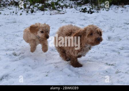 Kakaoo Welpen im Schnee Stockfoto