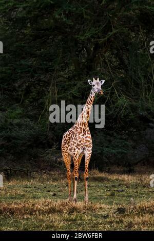 Eine Masai Giraffe (Giraffa camelopardalis tippelskirchii), auch Kilimandscharo Giraffe genannt, die aus einem Busch von Akazien kommt. Lake Manyara Gegend Stockfoto