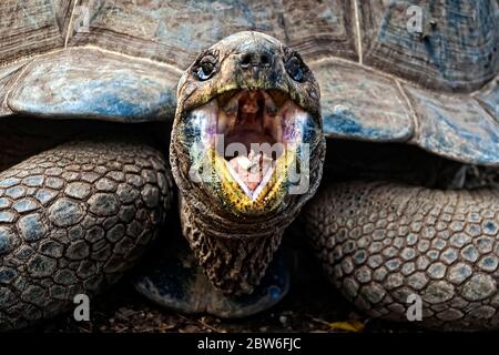 Riesenschildkröte auf Chumbe Island, Sansibar Stockfoto