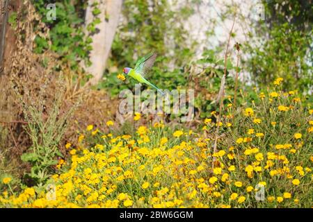 Ein rot beköpfter Papagei fliegt, um gelbe Ringelblume im heimischen Garten zu tragen Stockfoto