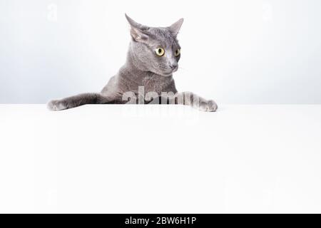Ausdruck und Geste einer russischen blauen Katze, die als Banner verwendet werden kann. Ein Katzenporträt. Stockfoto