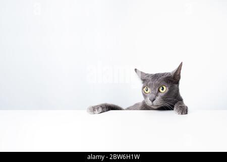 Ausdruck und Geste einer russischen blauen Katze, die als Banner verwendet werden kann. Ein Katzenporträt. Stockfoto