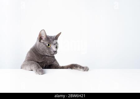 Ausdruck und Geste einer russischen blauen Katze, die als Banner verwendet werden kann. Ein Katzenporträt. Stockfoto