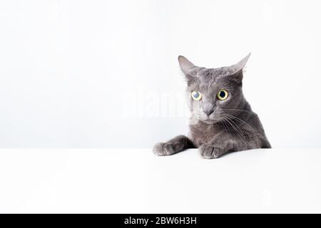 Ausdruck und Geste einer russischen blauen Katze, die als Banner verwendet werden kann. Ein Katzenporträt. Stockfoto