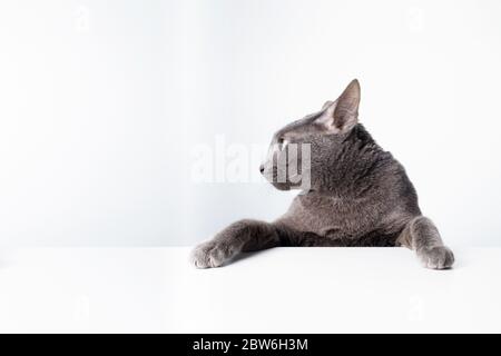 Ausdruck und Geste einer russischen blauen Katze, die als Banner verwendet werden kann. Ein Katzenporträt. Stockfoto