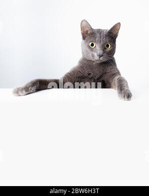 Ausdruck und Geste einer russischen blauen Katze, die als Banner verwendet werden kann. Ein Katzenporträt. Stockfoto