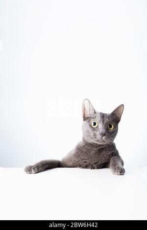 Ausdruck und Geste einer russischen blauen Katze, die als Banner verwendet werden kann. Ein Katzenporträt. Stockfoto