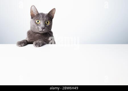 Ausdruck und Geste einer russischen blauen Katze, die als Banner verwendet werden kann. Ein Katzenporträt. Stockfoto