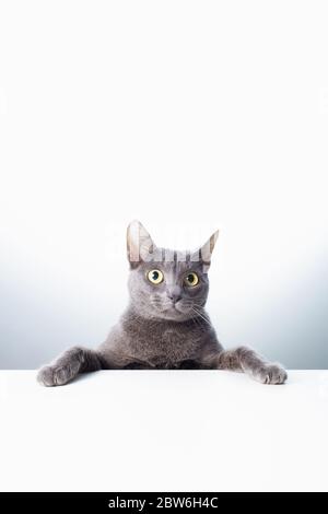 Ausdruck und Geste einer russischen blauen Katze, die als Banner verwendet werden kann. Ein Katzenporträt. Stockfoto