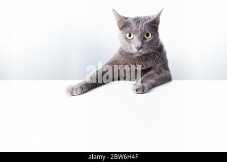 Ausdruck und Geste einer russischen blauen Katze, die als Banner verwendet werden kann. Ein Katzenporträt. Stockfoto