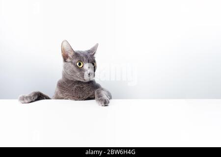 Ausdruck und Geste einer russischen blauen Katze, die als Banner verwendet werden kann. Ein Katzenporträt. Stockfoto