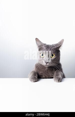 Ausdruck und Geste einer russischen blauen Katze, die als Banner verwendet werden kann. Ein Katzenporträt. Stockfoto