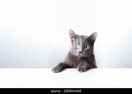 Ausdruck und Geste einer russischen blauen Katze, die als Banner verwendet werden kann. Ein Katzenporträt. Stockfoto