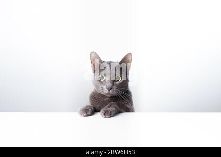 Ausdruck und Geste einer russischen blauen Katze, die als Banner verwendet werden kann. Ein Katzenporträt. Stockfoto