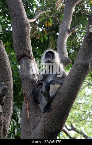 Semnopithecus Entellus, Grey Langur, Common Hanuman Langur, Indien, Asien (Photo Copyright © by Saji Maramon) Stockfoto