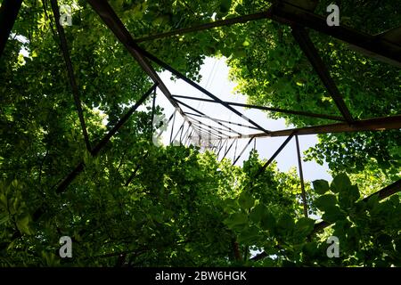 Ein Strommast zwischen den Bäumen eines Parks von unten genommen Stockfoto