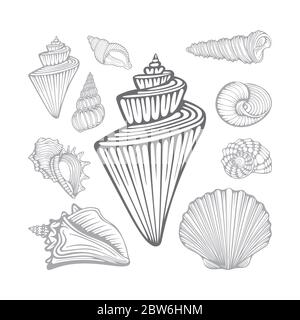 Muscheln. Verschiedene Muscheln Hand gezeichnete Vektor-Illustrationen gesetzt. Teil des Sets. Stock Vektor