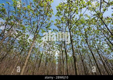 Paulownia tomentosa mit frischen Blättern im Frühjahr. Der Baum wächst