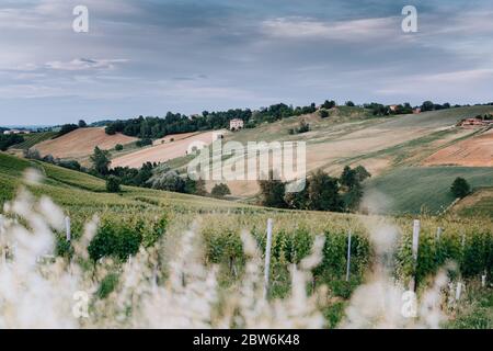 Grüne Weinberge und herrlicher Himmel, idyllische Landschaft. Italien Stockfoto