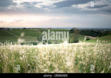 Grüne Weinberge und herrlicher Himmel, idyllische Landschaft. Italien Stockfoto