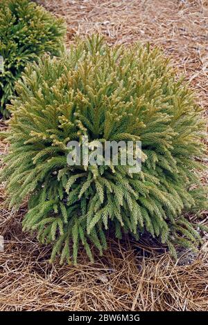 Japanische Zwergzeder (Cryptomeria japonica 'globosa Nana') Stockfoto