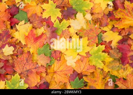 Buntes Herbstlaub Hintergrund Stockfoto