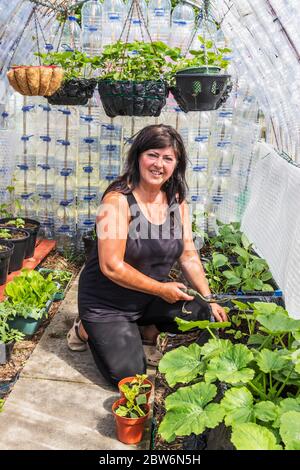 Dee Wright arbeitet in ihrem Gewächshaus, das aus recycelten Plastikflaschen, Eglinton-Schotterräumen, Kilwinning< ayrshire< Scotlan hergestellt wurde Stockfoto