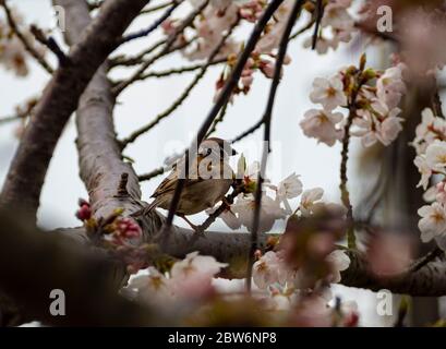 Spatz, der im Frühjahr auf dem Zweig eines Sakura-Baumes steht Stockfoto