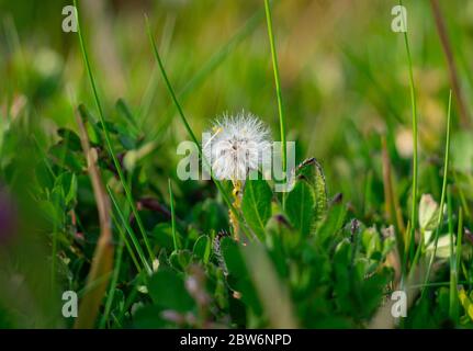 Einsame Löwenzahnblüte versteckt im Gras Stockfoto